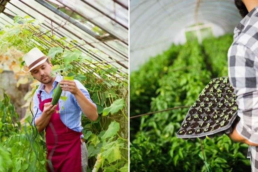 prévention maladies ravageurs sous serre