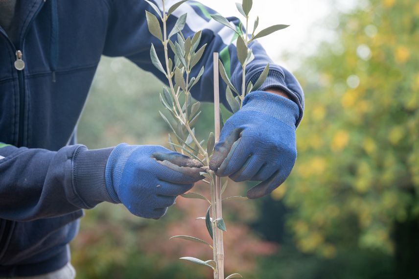 Un jardinier taille un jeune olivier