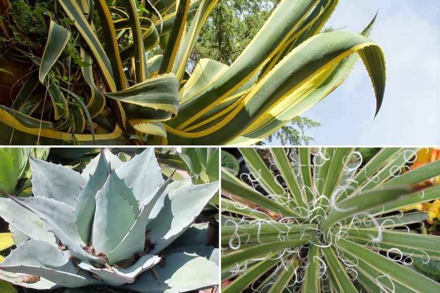 Agave choix, comment choisir Agave, quelle agave choisir, meilleure agave, plus belle agave