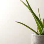 Cultiver un Aloe vera en pot et bien l'entretenir