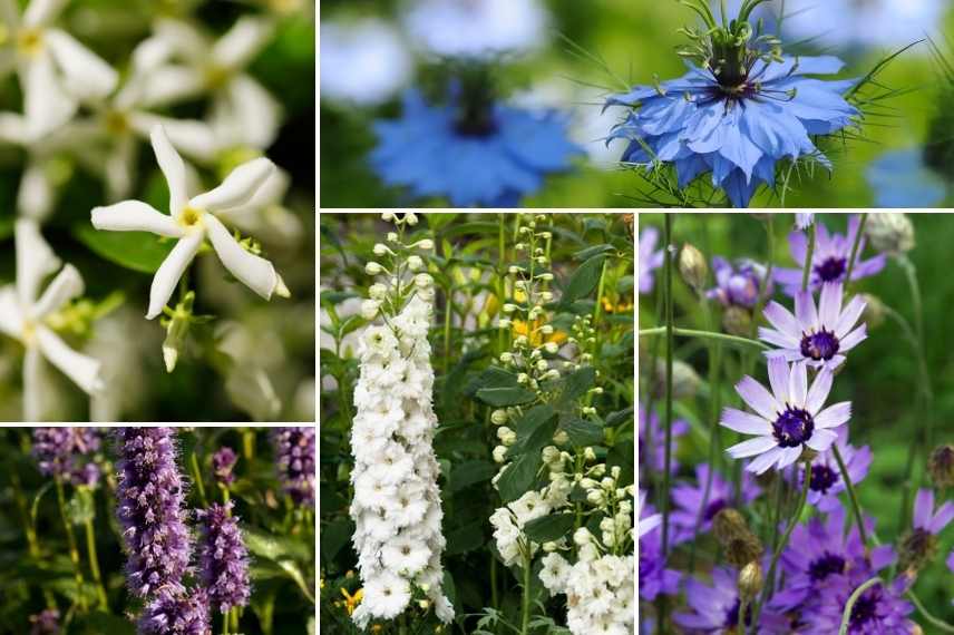 association jasmin étoilé, association Trachelospermum, associer le Trachelospermum, associer Jasmin étoilé