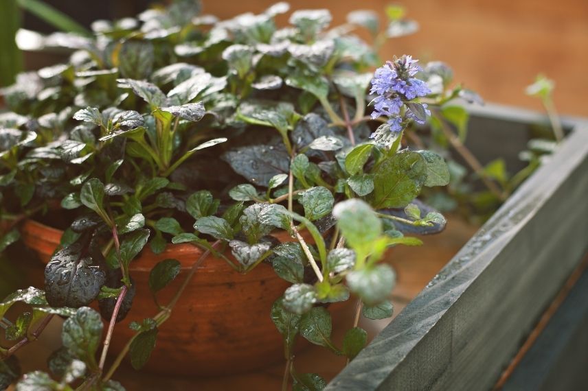 quel contenant pour bugle rampante en pot