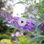 Mon arbre à papillon ne fleurit plus : pourquoi ?