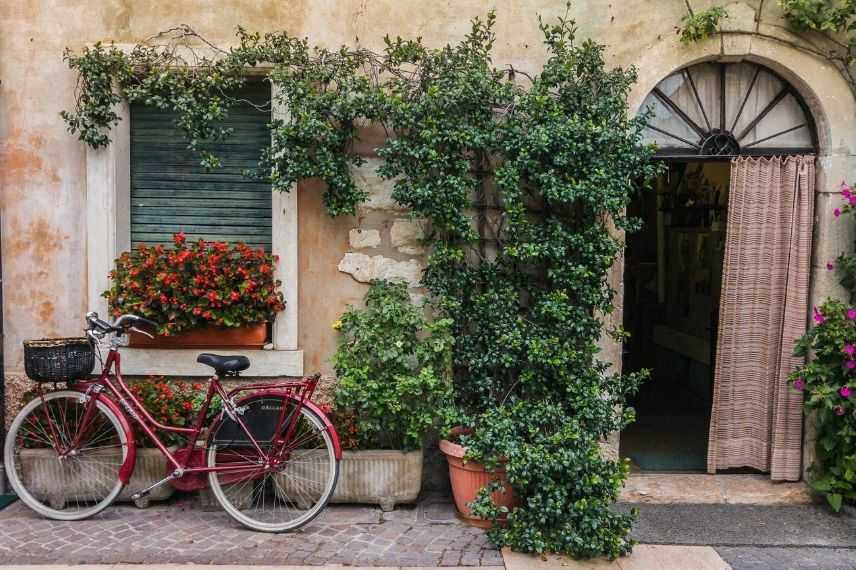 exposition chèvrefeuille en pot