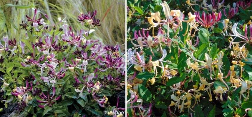 quelle variété de chèvrefeuille pour plantation en pot