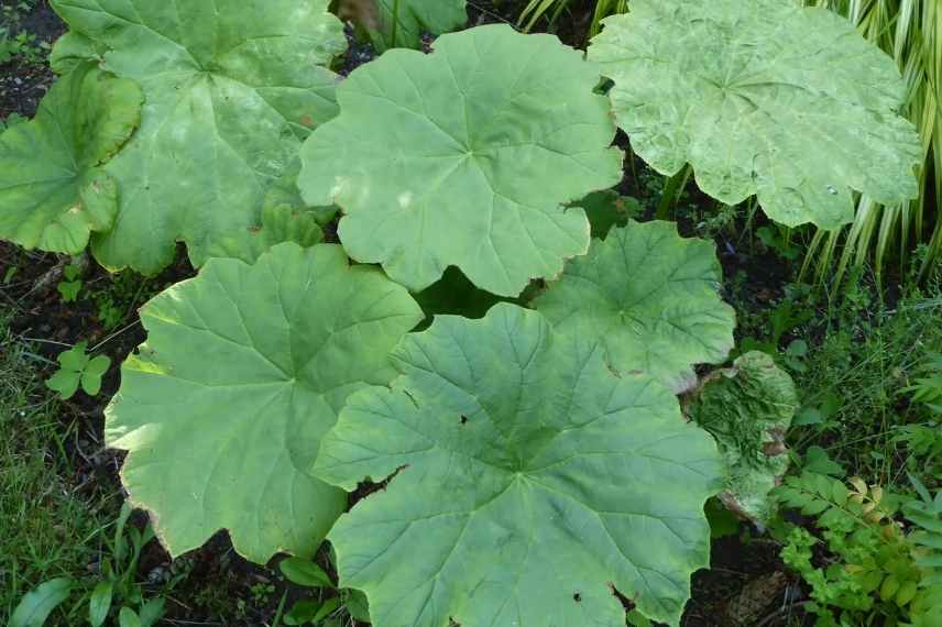 plante feuille géante, plante feuille énorme, vivace feuilles géantes