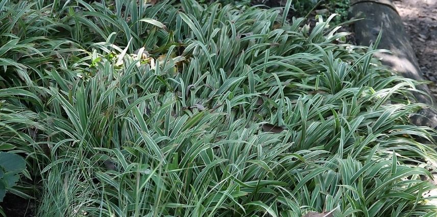 Le feuillage vert vif, marginé et strié de blanc du Carex Sideristicha 'Variegata'