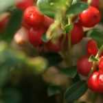 Canneberge, cranberry : plantation, récolte, bienfaits