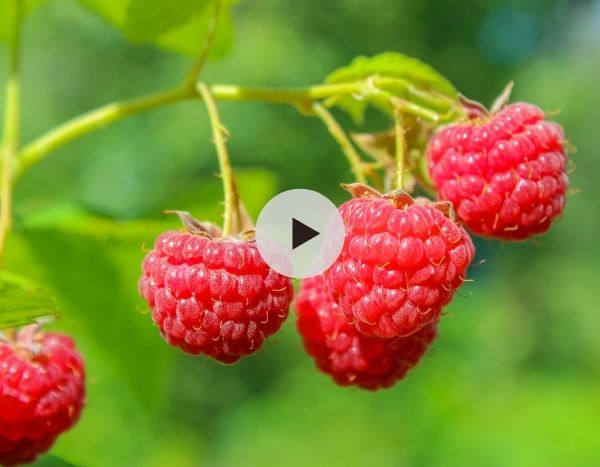 Comment choisir ses framboisiers ? Nos conseils en vidéo