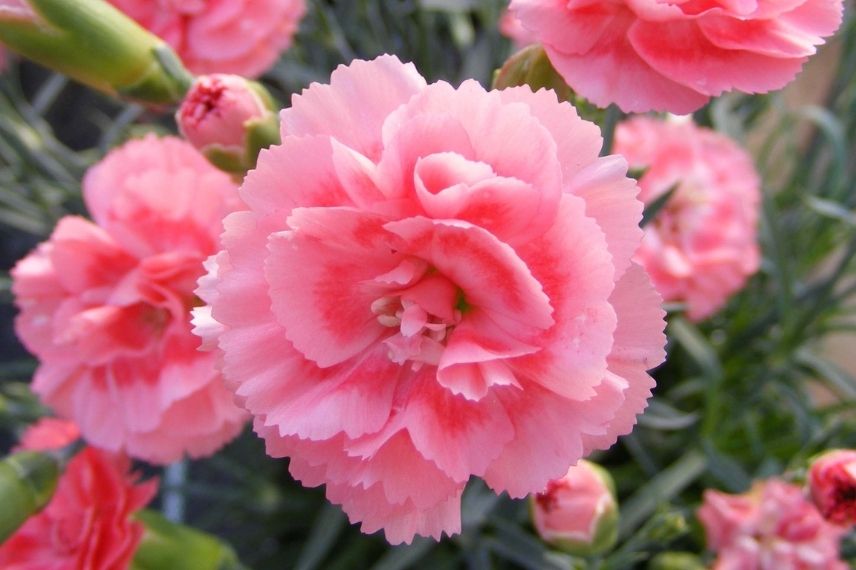 oeillet mignardise, oeillets à fleur double rose saumoné