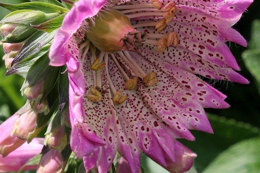 digitale grande fleur, fleur digitale pourpre, digitale fleur originale