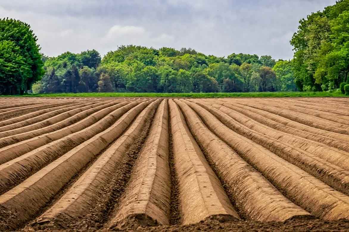Champs d'asperges avec buttes