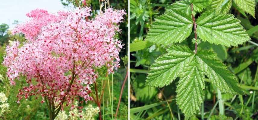 filipendule rose, filipendula rose, reine des prés rose, reine des prairies rose