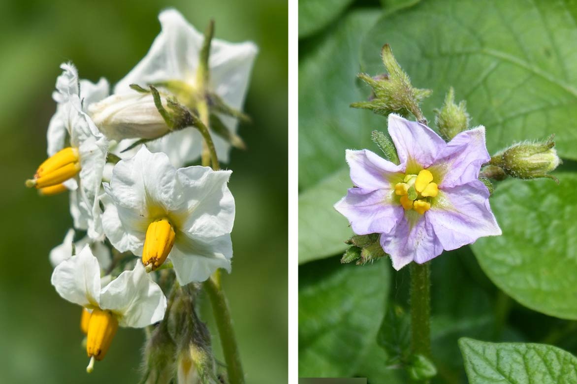 Fleurs de pommes de terre