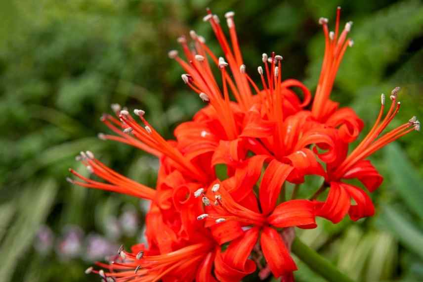 Nerine, Lis de Jersey, Lis de Guernesey, Lys de Jersy, Lys de Guernesey, Nerine varietes, Nerines choisir