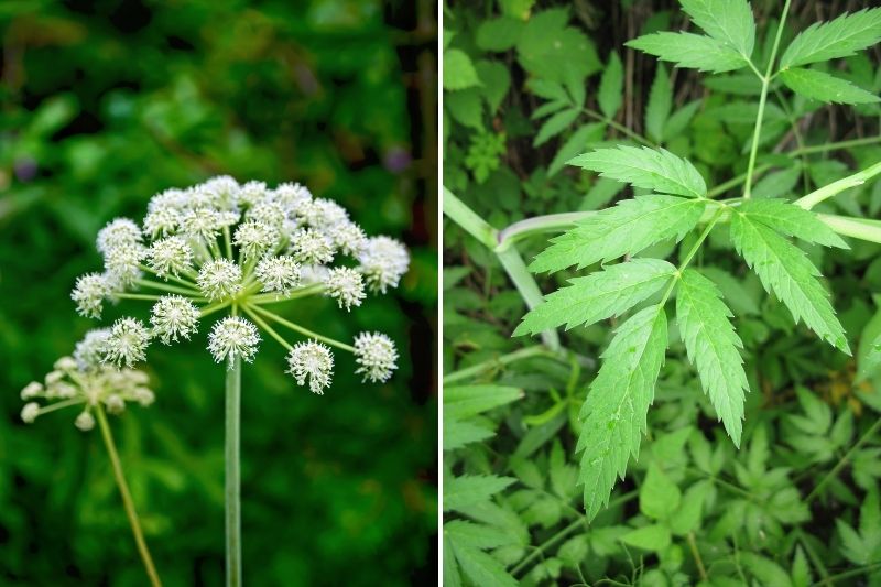 cicuta virosa, ciguë vireuse, plante sauvage toxique