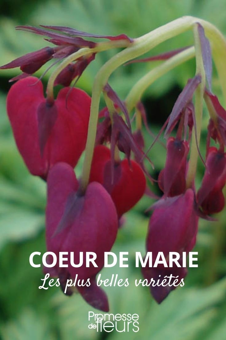 coeur de marie