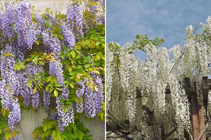 Les Glycines de chine pousse en tout sol, même sec