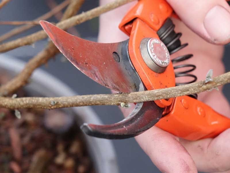 Nos conseils pour tailler un Caryopteris