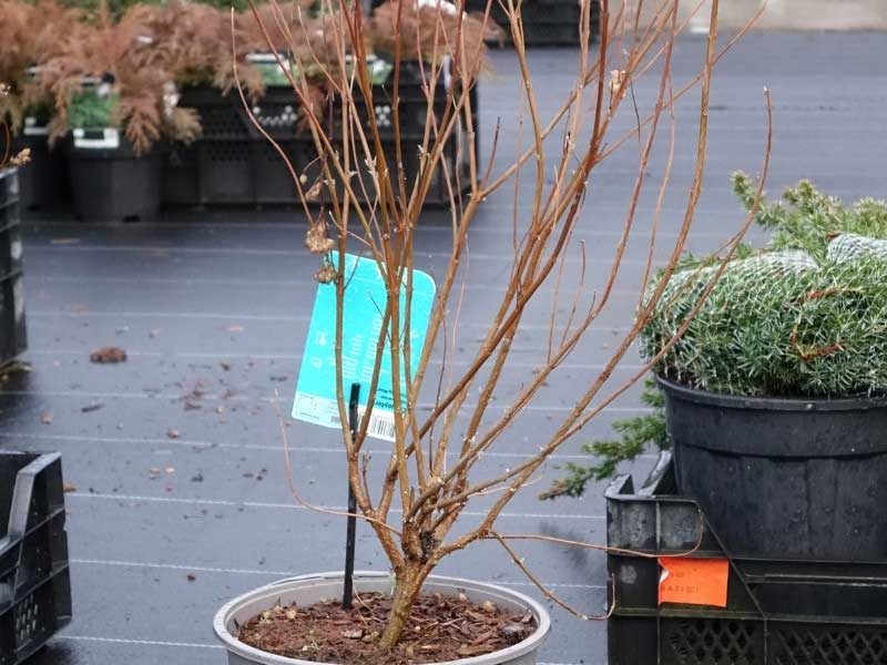 Caryopteris - Comment tailler