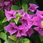 Quand et comment tailler un bougainvillier ?