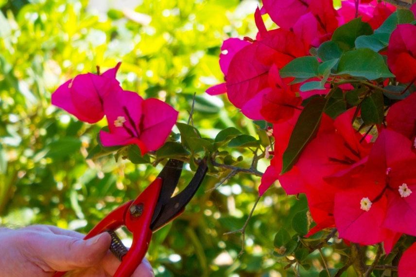 taille bougainvillea