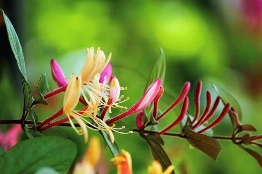 lonicera, meilleurs chèvrefeuilles du japon, plante grimpante