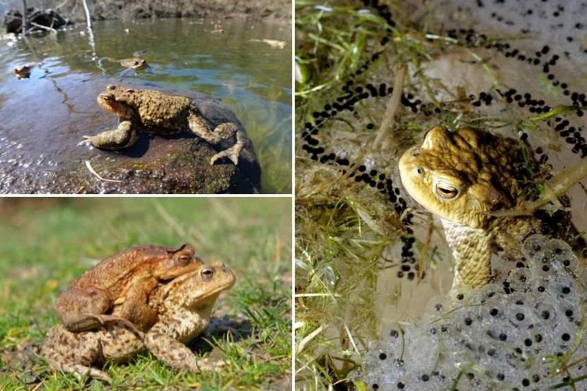 bufo bufo, crapaud, amphibien