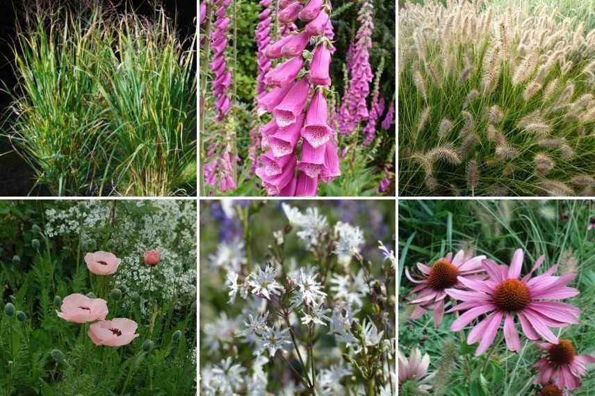 comment associer la digitale en jardin naturaliste