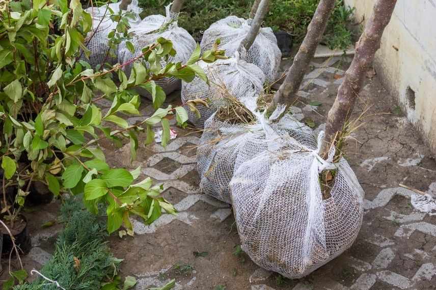 arbres fruitiers en motte