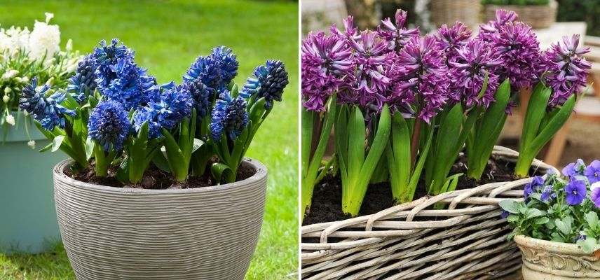 plantation entretien d'une jacinthe en pot