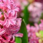 Planter les jacinthes au jardin ou en pot : quand et comment s’y prendre ?