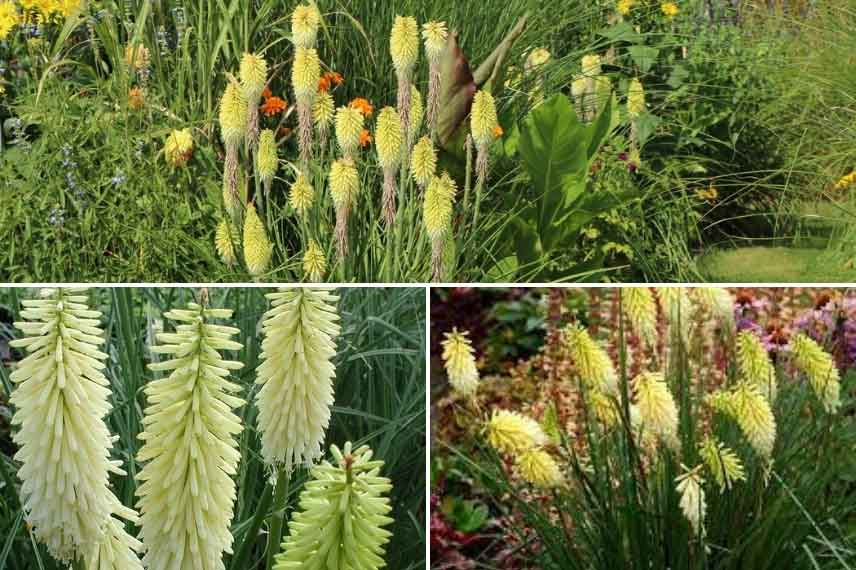 Les tritomas aux tons blanc crème