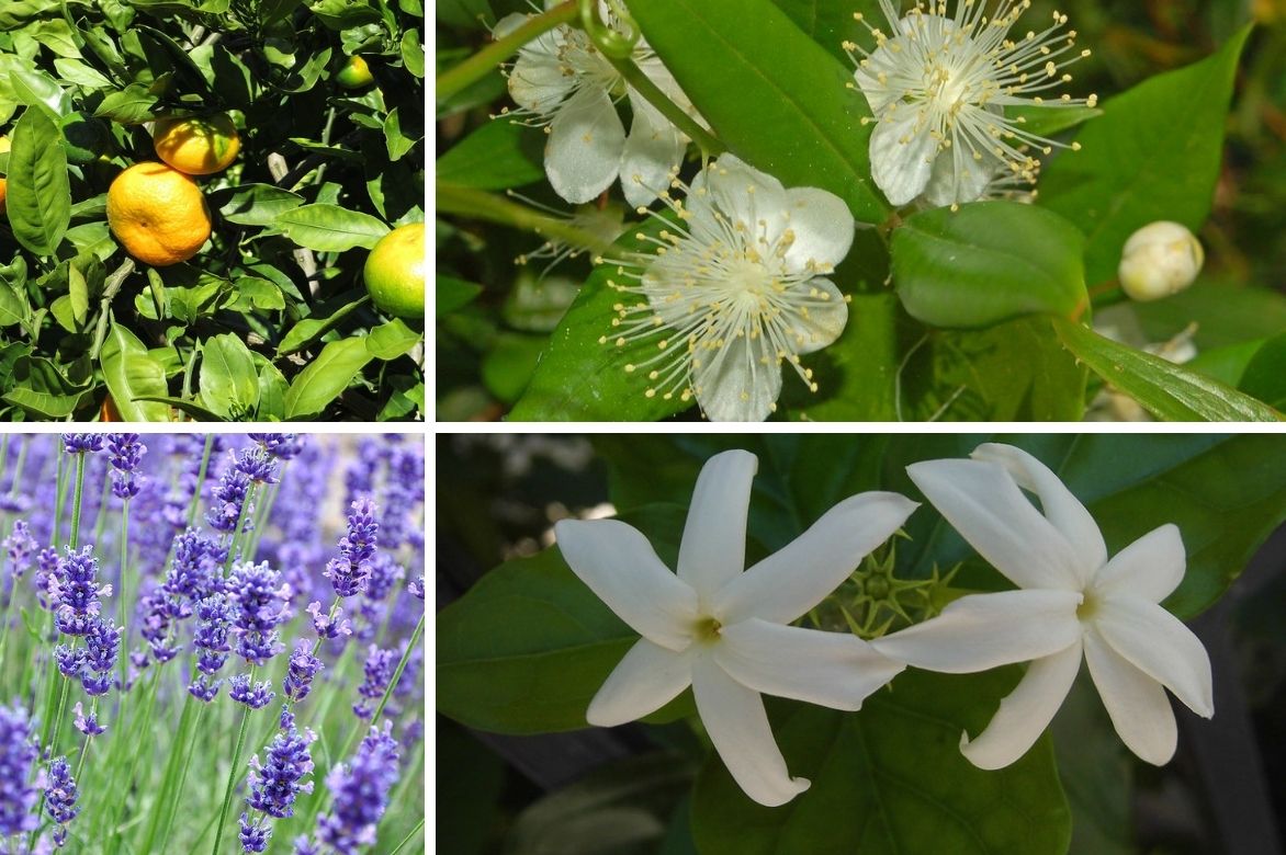 Mandarinier - Citrus satsuma