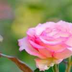 Pourquoi les rosiers sont-ils greffés ?