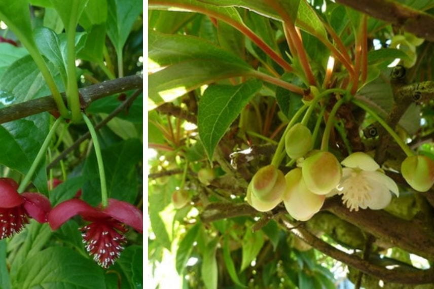 Schisandra - baies aux 5 saveurs