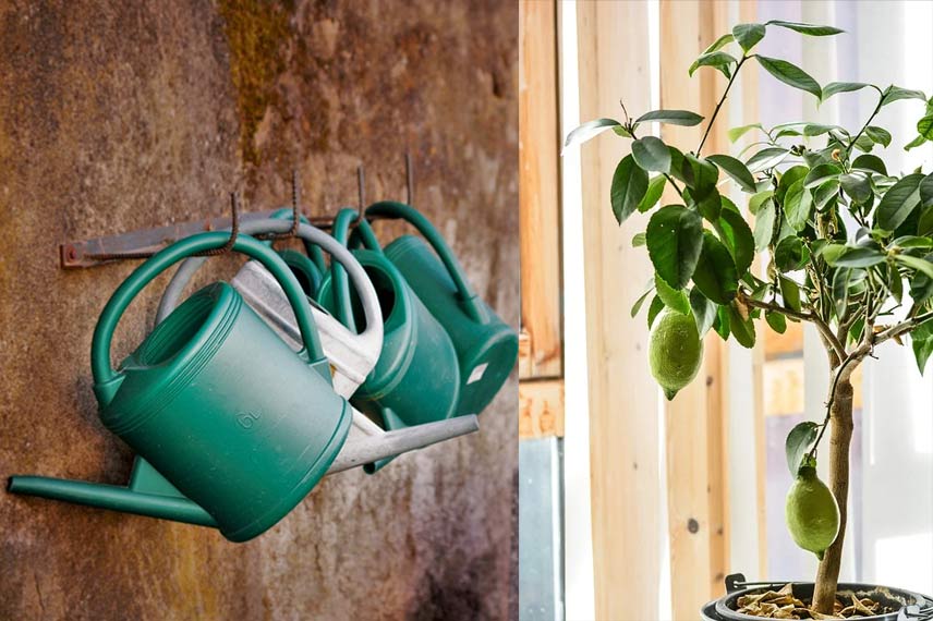 Arroser un citronnier cultivé en pot