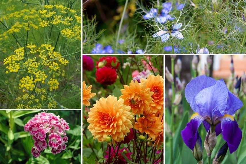 associer le fenouil, fenouil d'ornement, association avec le fenouil, fenouil dans massif de fleurs, fenouill naturaliste