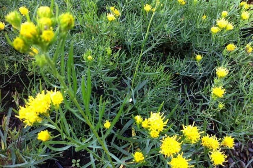 Aster linosyris résistant à la sécheresse