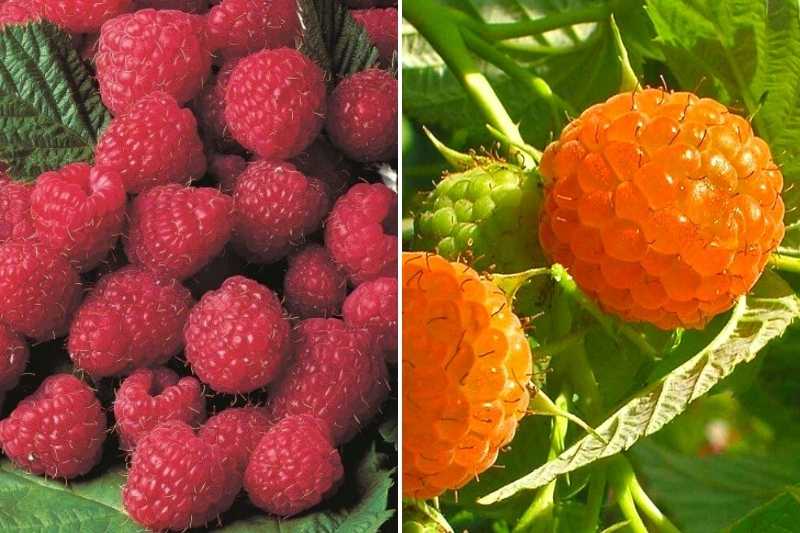 framboisier rouge et jaune