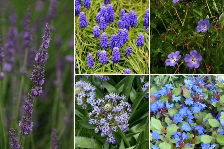 lavande et plantes à floraison bleue
