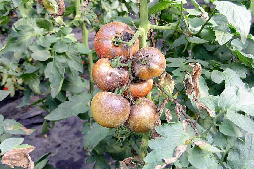 Plant de tomate attaqué par le mildiou