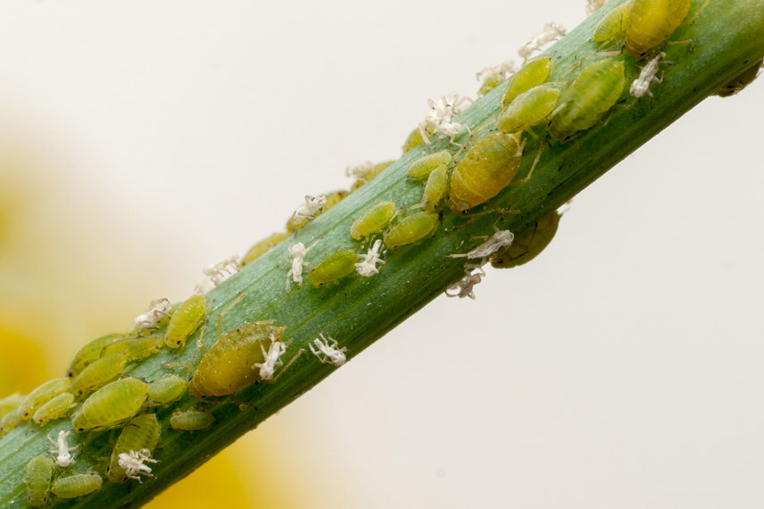 Puceron de la carotte