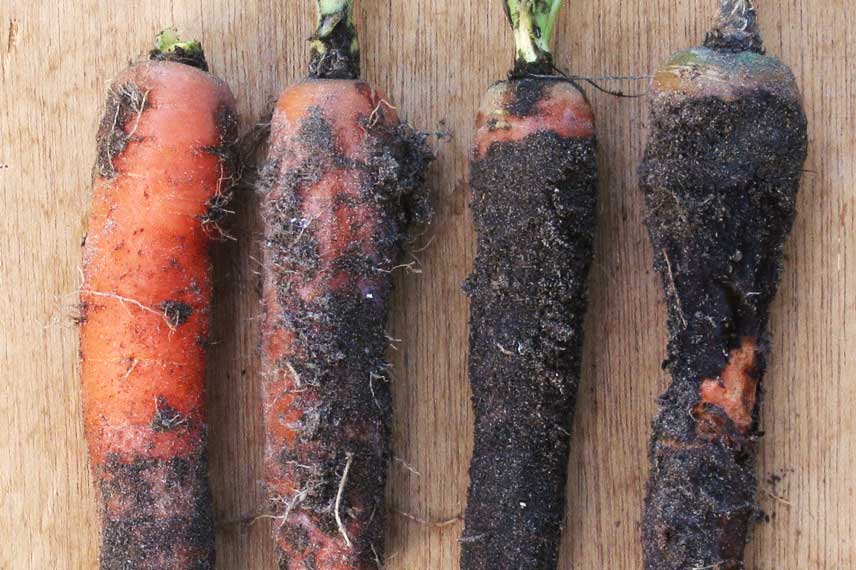 Le rhizoctone violet de la carotte