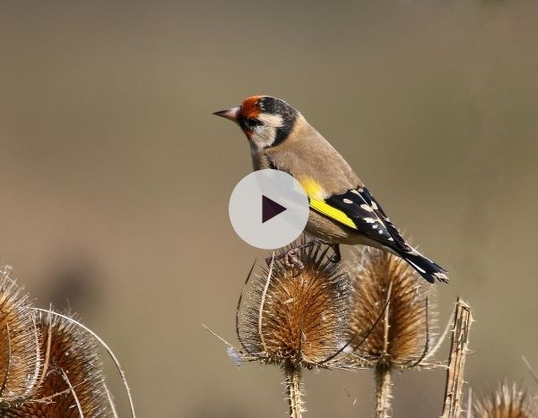 Un jardin accueillant pour les oiseaux de nos jardins
