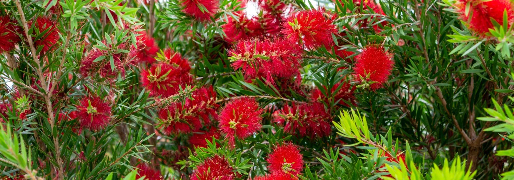 Associer le callistemon