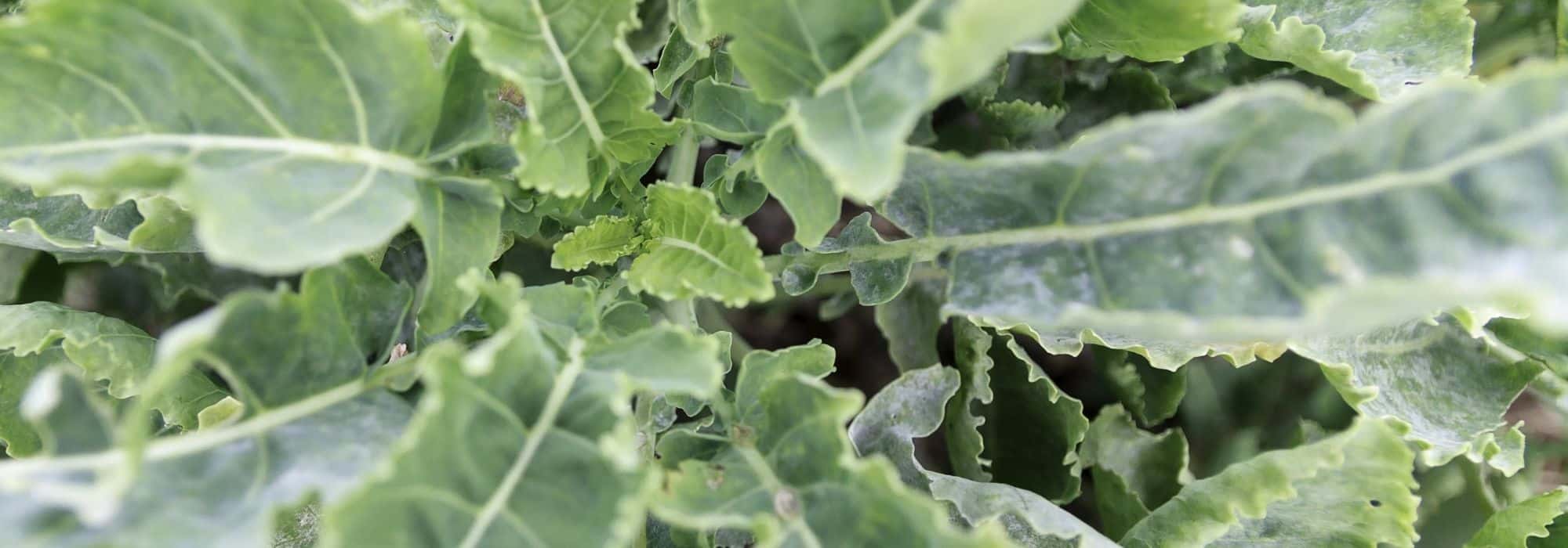 Cultiver le chou perpétuel Daubenton