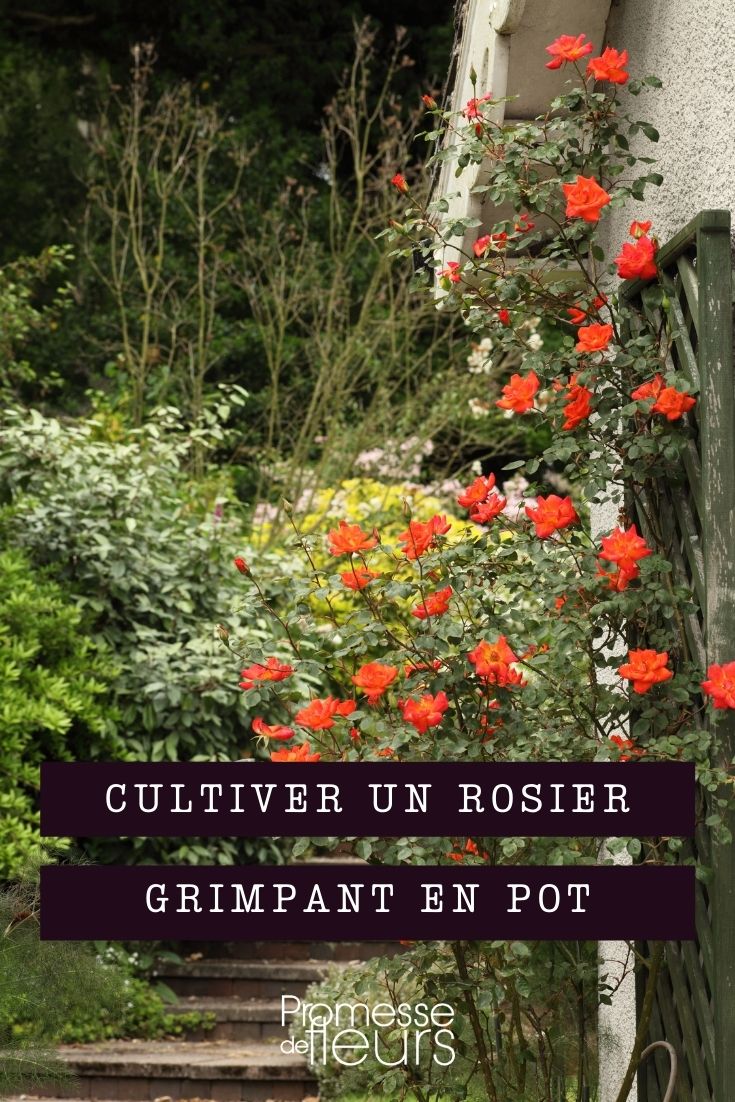 cultiver rosier grimpant en pot