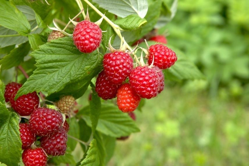 où planter un framboisier en racines nues, framboises