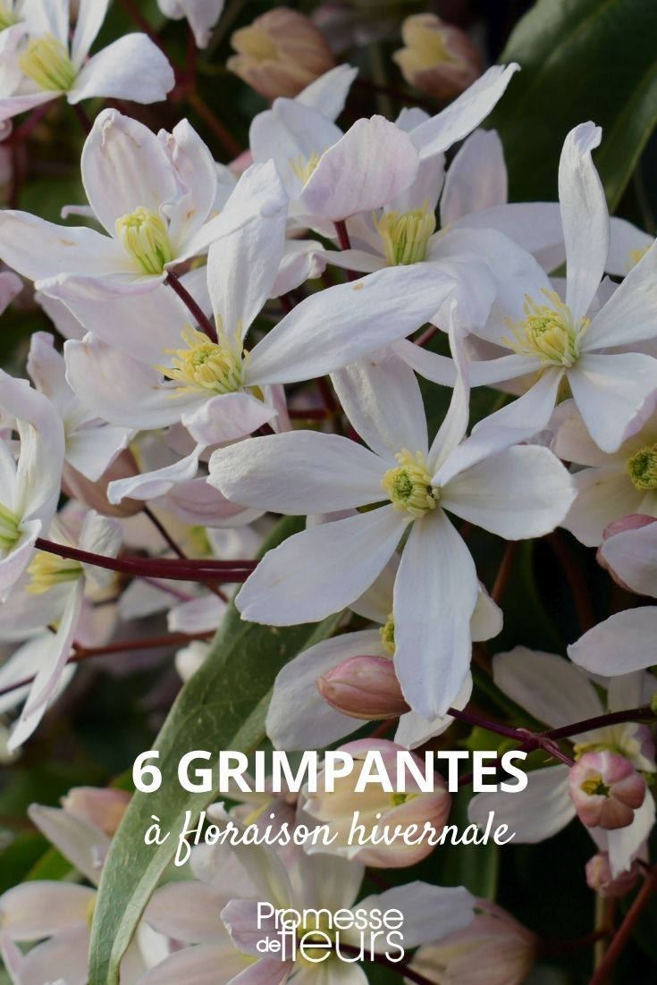 grimpantes floraison hivernale
